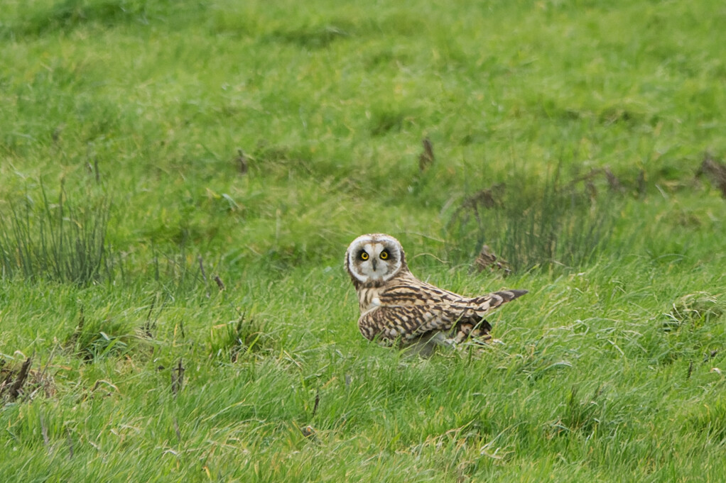 Short-Eared Owl